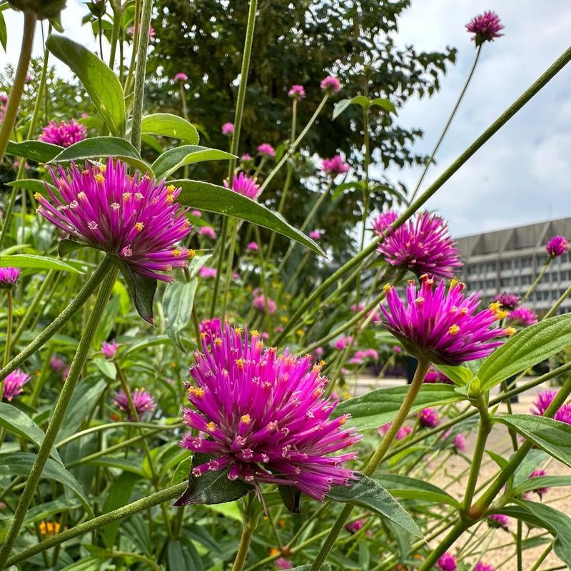 Gomphrena Globosa Stays Colorful Even In Peak Heat
