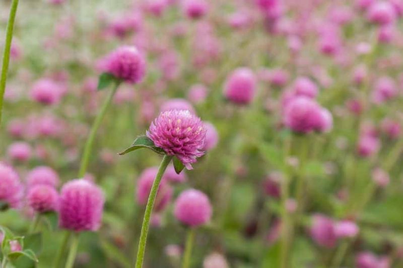 Gomphrena / Globe Amaranth (Purple Varieties)