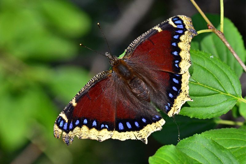 Mourning Cloak (Nymphalis antiopa)
