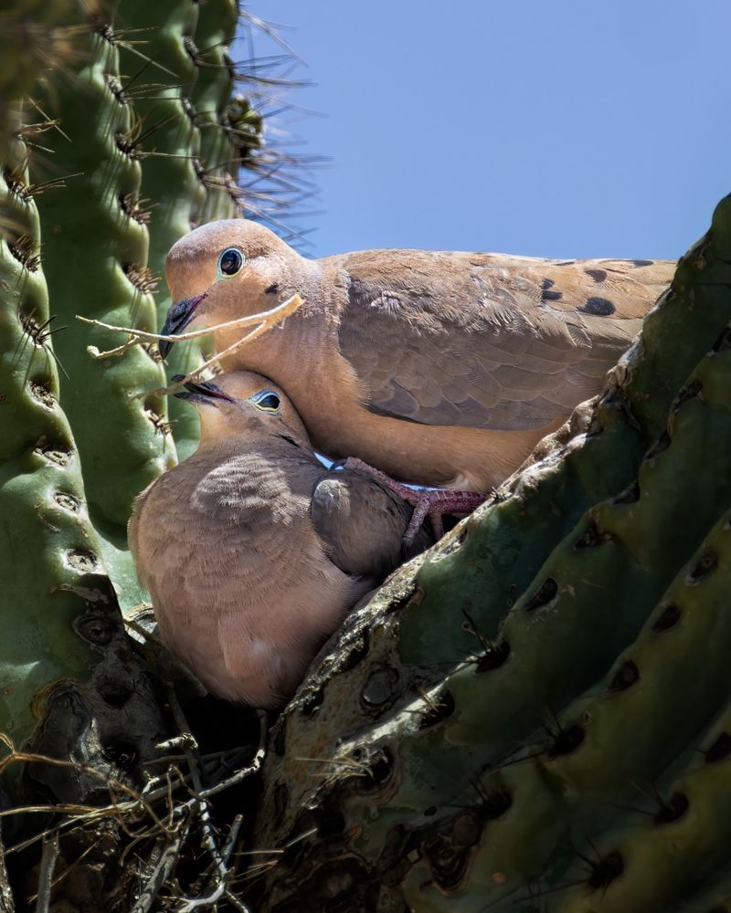 Mourning Dove Nesting Activity Picks Up Across Arizona