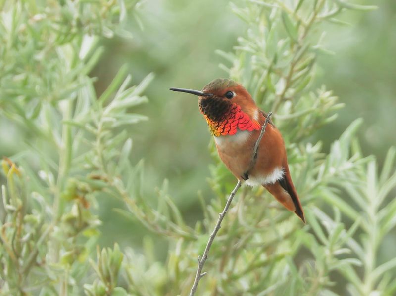 Allen's Hummingbird (Selasphorus sasin)