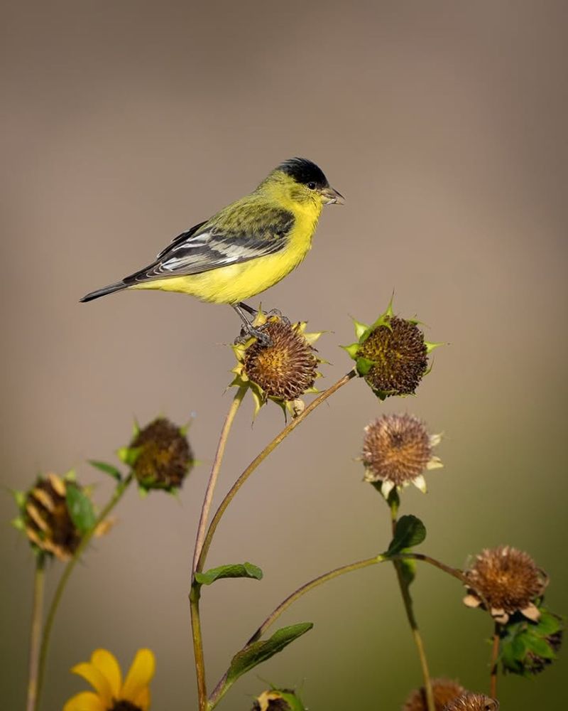 Lesser Goldfinch