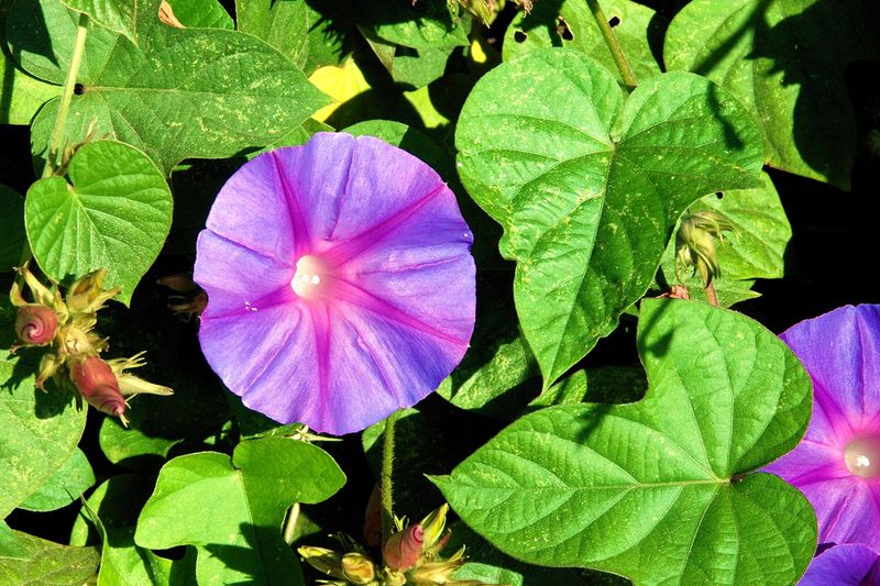 Morning Glory (Ipomoea Spp.)