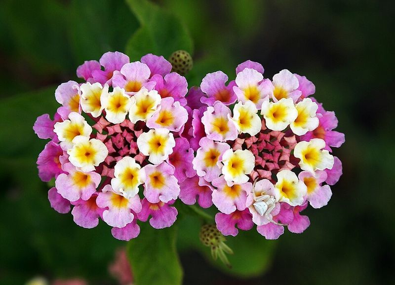 Lantana Keeps Summer Color Strong In The Low Desert