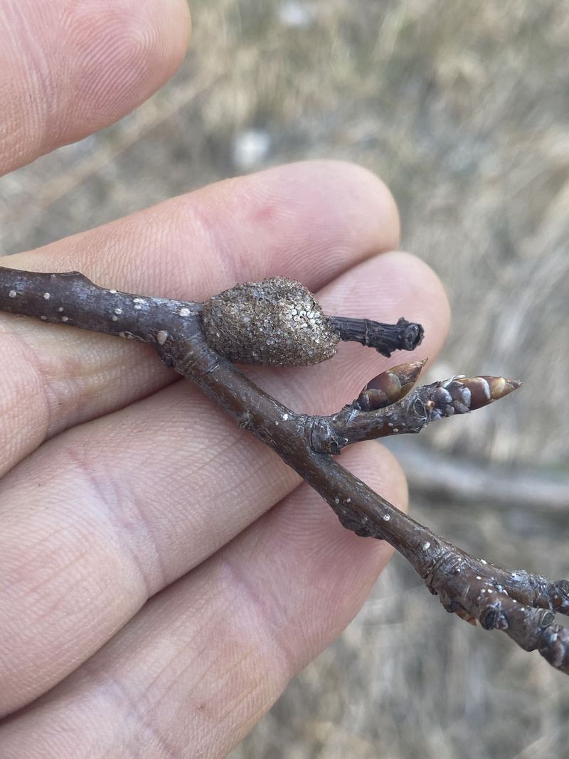 Tent Caterpillar Eggs Overwinter On Branches And Hatch Near Bud Break
