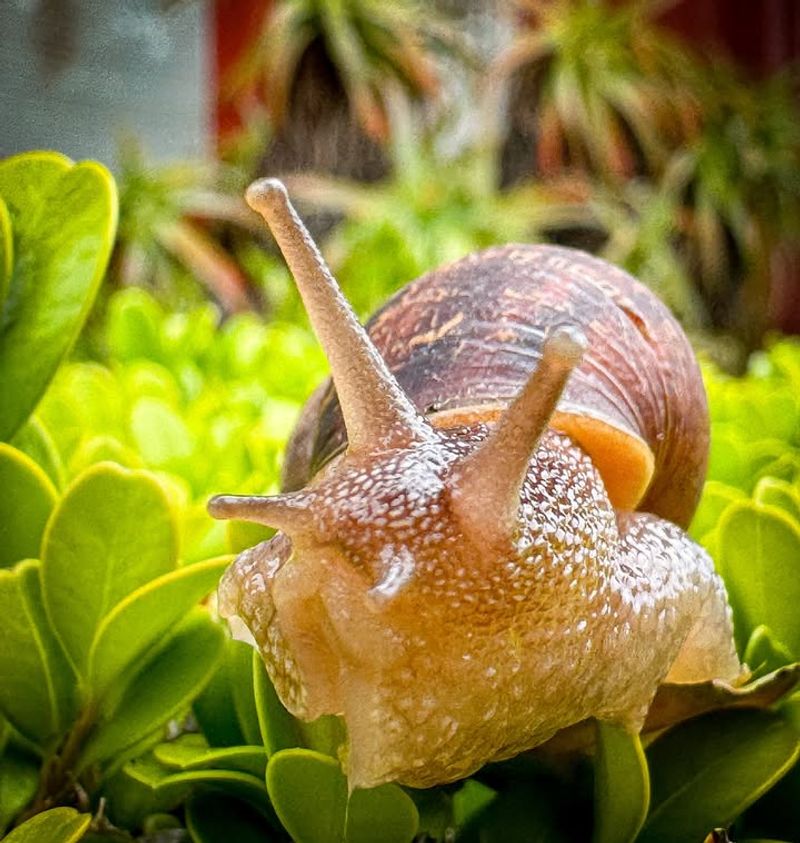 Slugs And Snails 