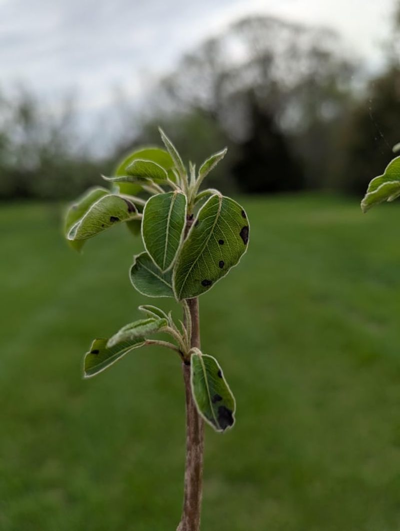 Pear (Pyrus communis)