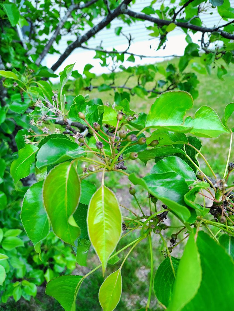 Pear (Pyrus communis)