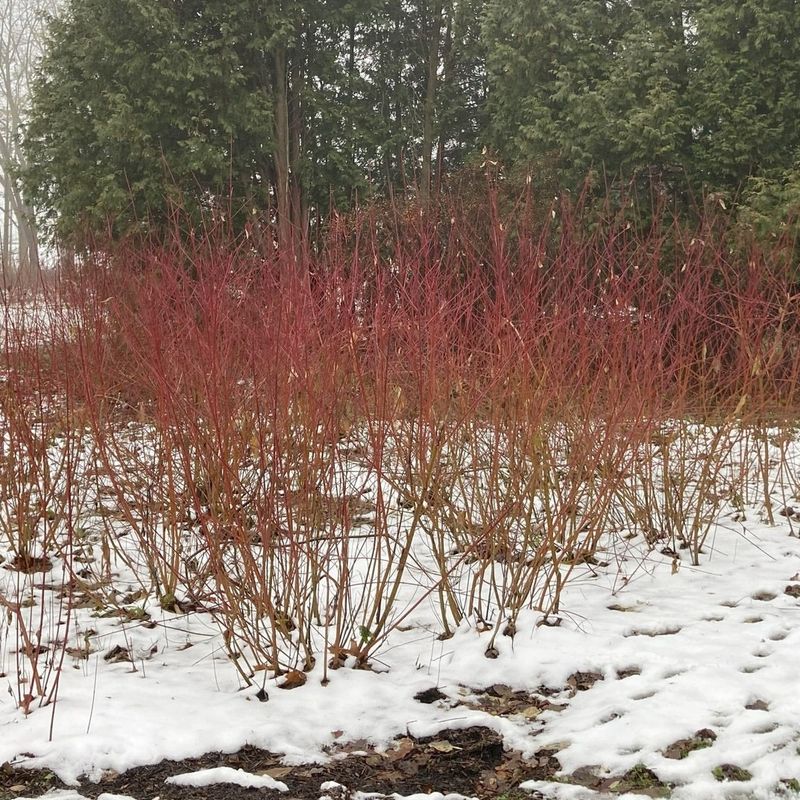 Red Twig Dogwood (Cornus sericea)