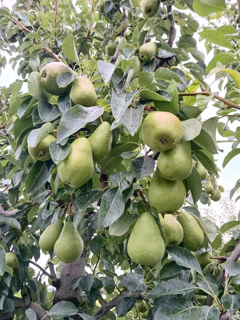 Pear Trees (Pyrus communis)