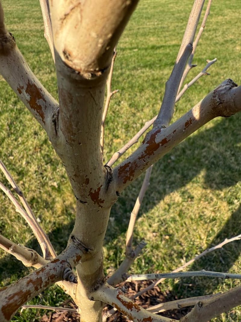 Pear Trees Benefit From A Clean Slate Before Bud Break