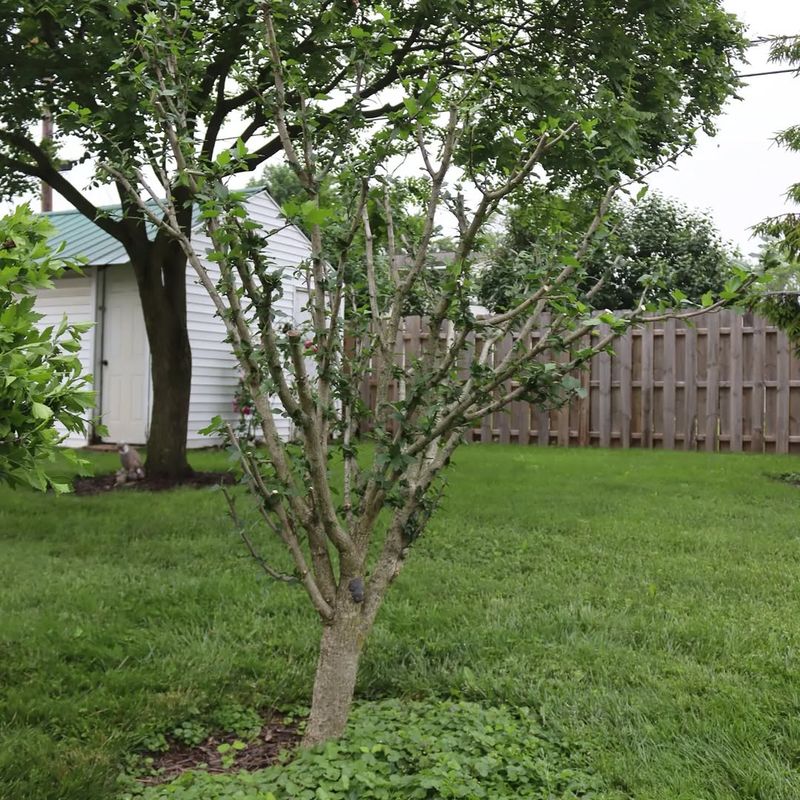 Rose Of Sharon Benefits From Late Winter Cleanup