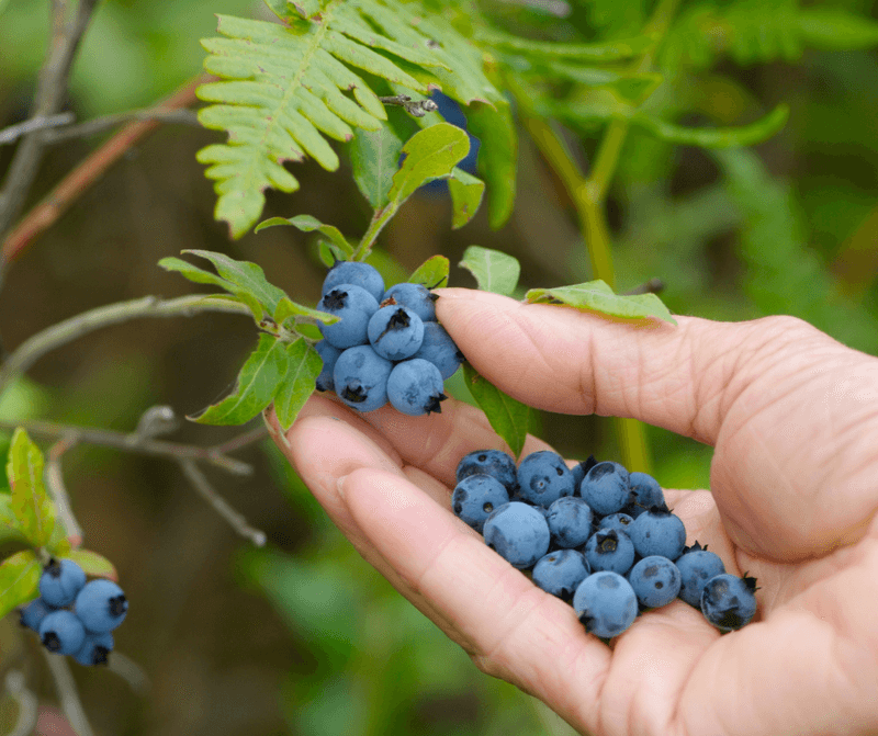 Blueberries Grow Beautifully With The Right Soil