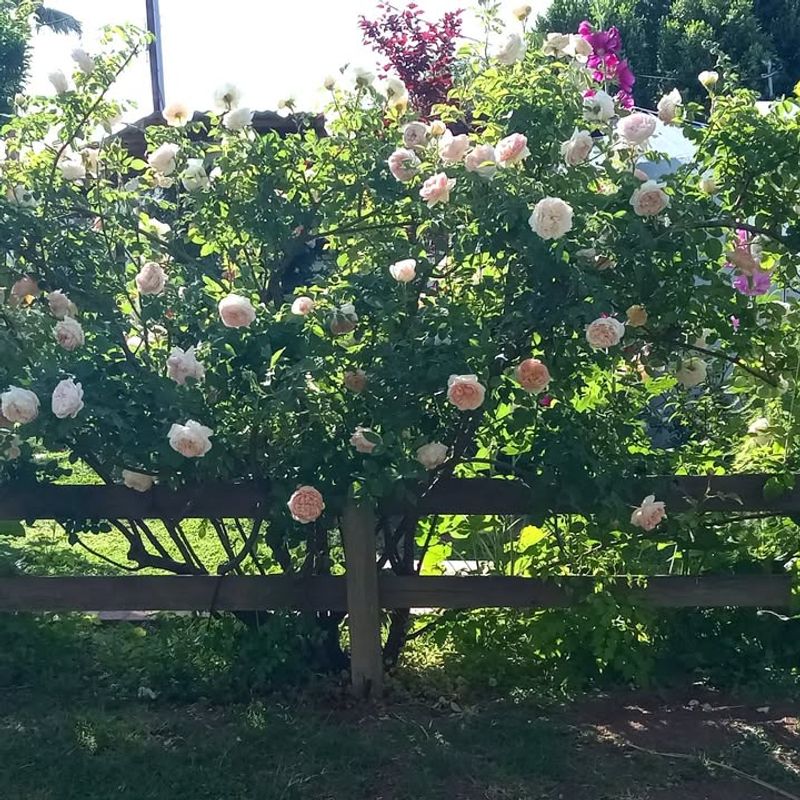 Check Soil Drainage And Adjust Watering As Needed