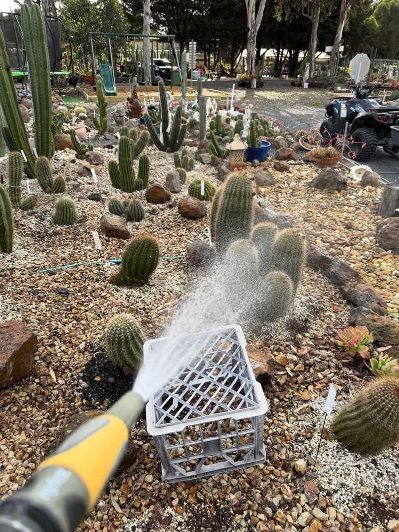 Water The Soil First Before Feeding To Protect Sensitive Roots