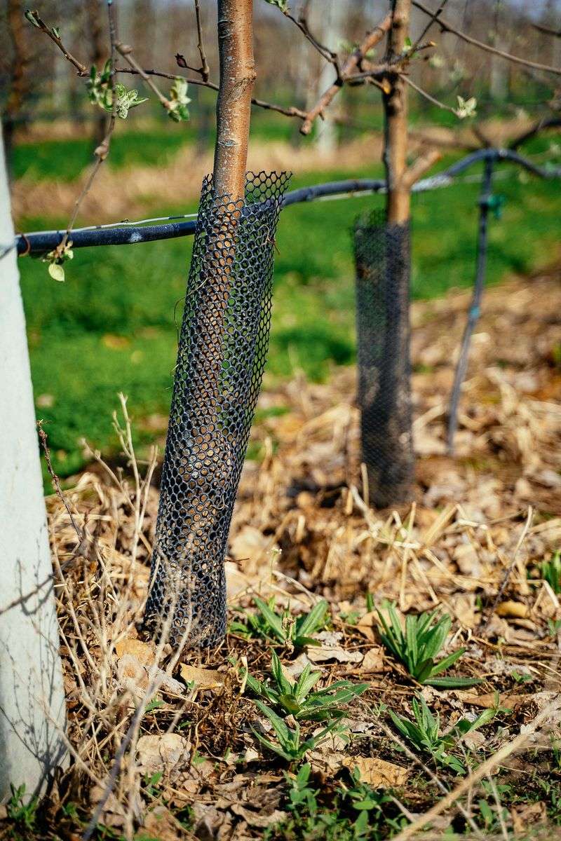 Wrap Vulnerable Trees And Shrubs With Protective Barriers