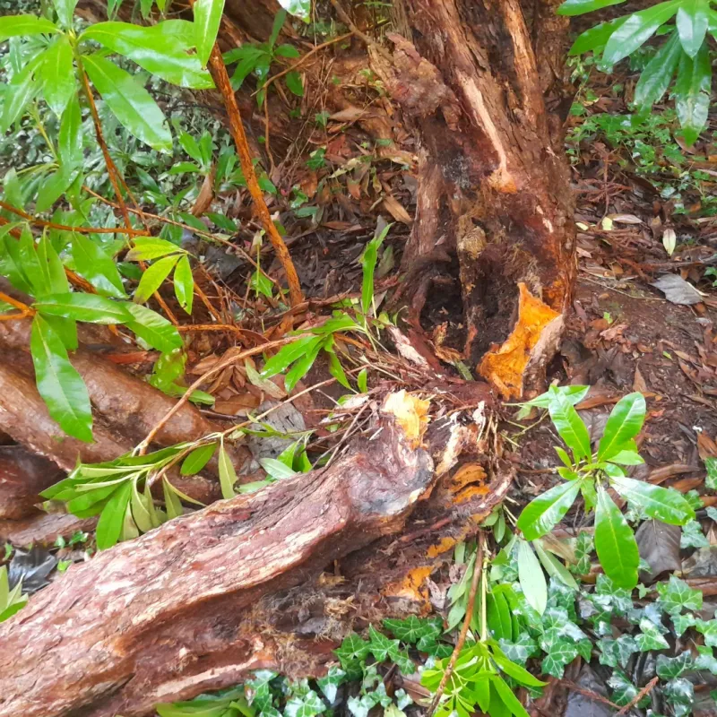 Inspect Shrubs For Winter Damage And Remove Compromised Wood