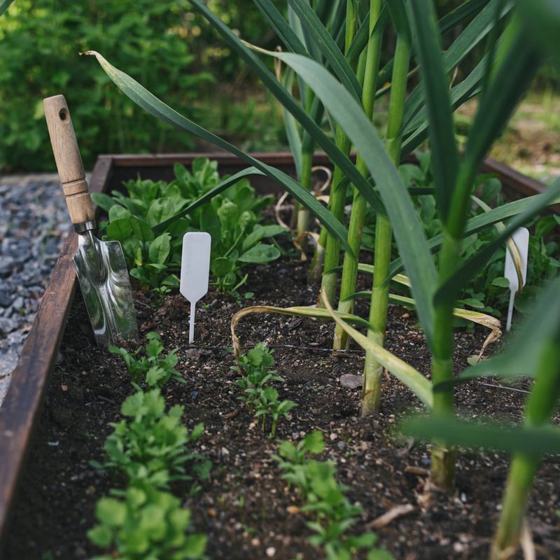 Plan Crop Rotation And Garden Layout Early