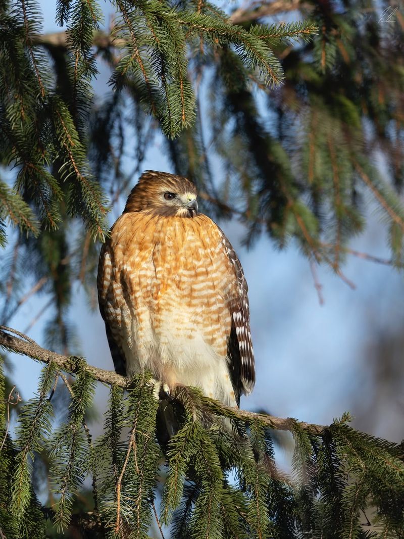 Encourage Natural Predators