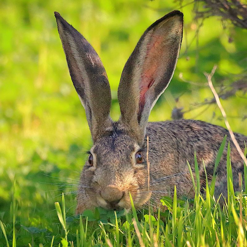 Reduce Quiet Nesting Areas Near Structures