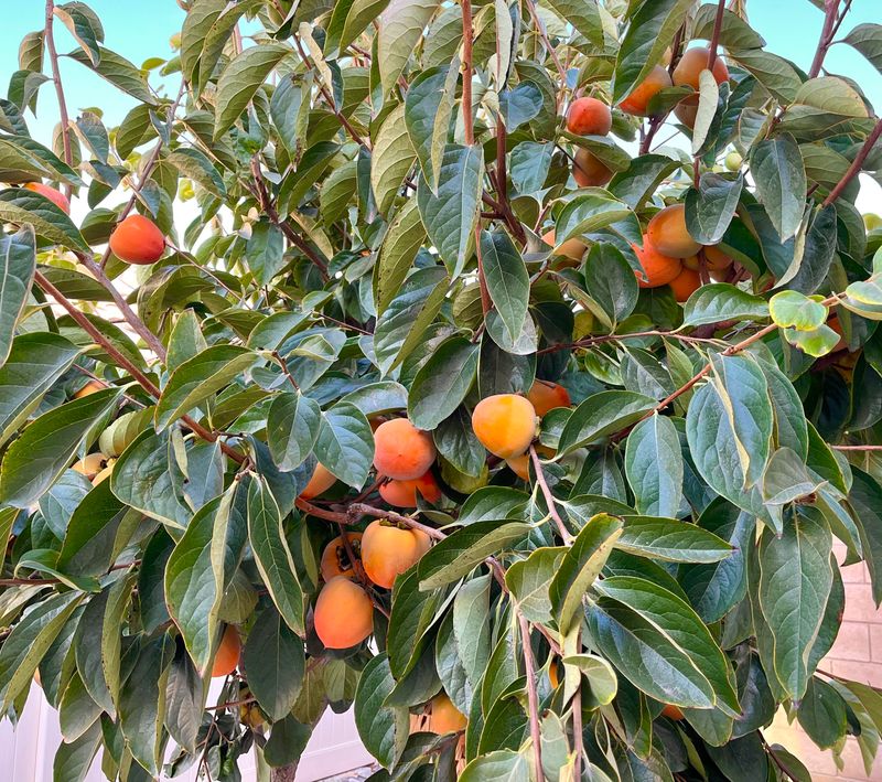 Persimmon Trees Enjoy Natural Resistance