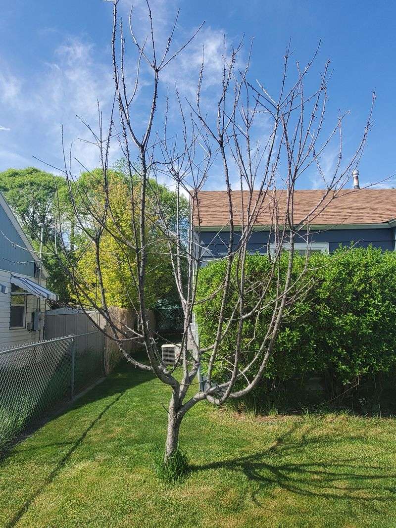 Cherry Trees Need Early Attention Before Buds Open