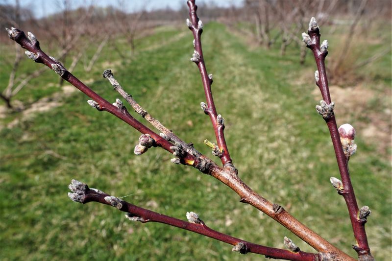 Nectarines Need Early Armor