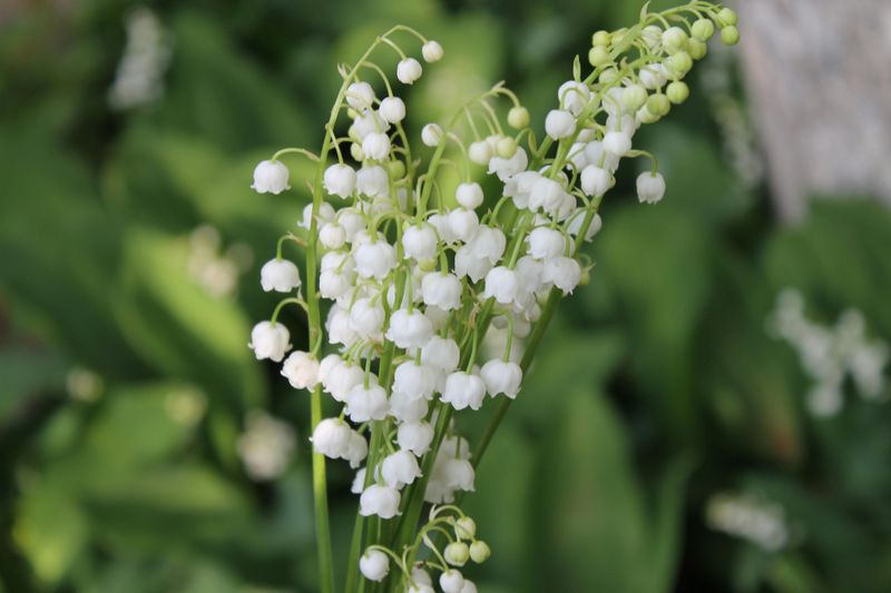 May Features Lily Of The Valley And Its Timeless Message