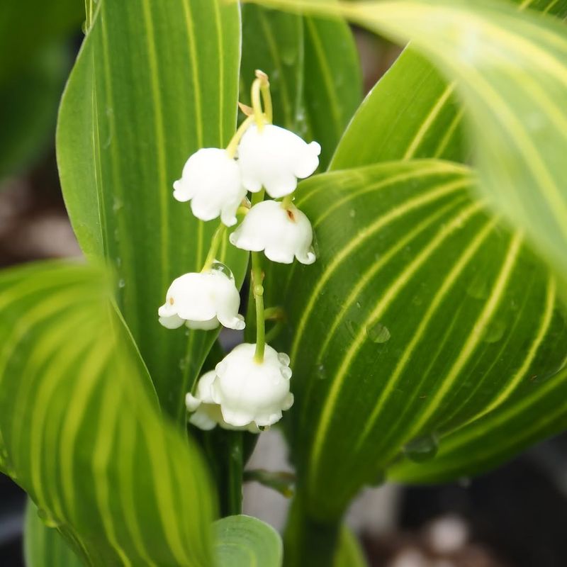 May — Lily Of The Valley