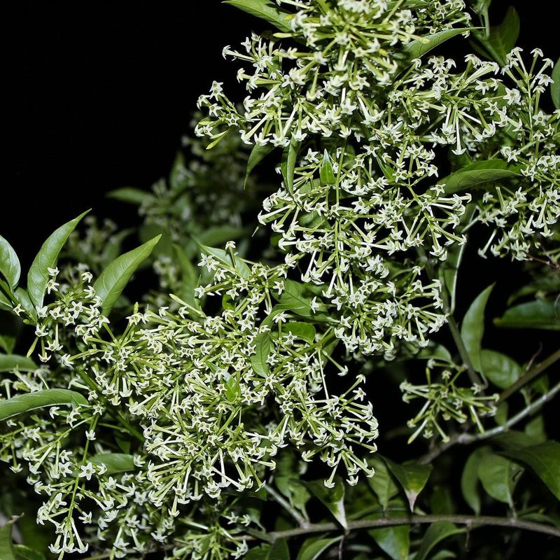 Night Blooming Jasmine Releases Powerful Evening Scent