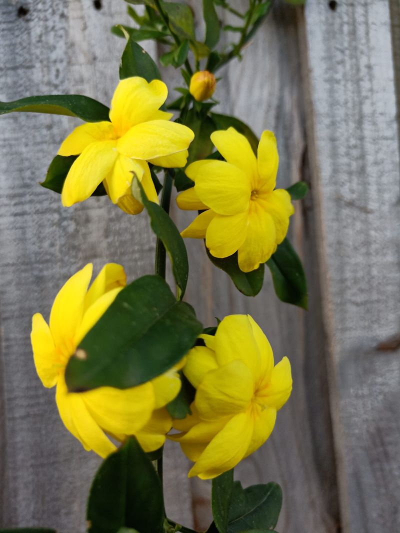Primrose Jasmine Brings Bright Yellow Blooms In Early Spring