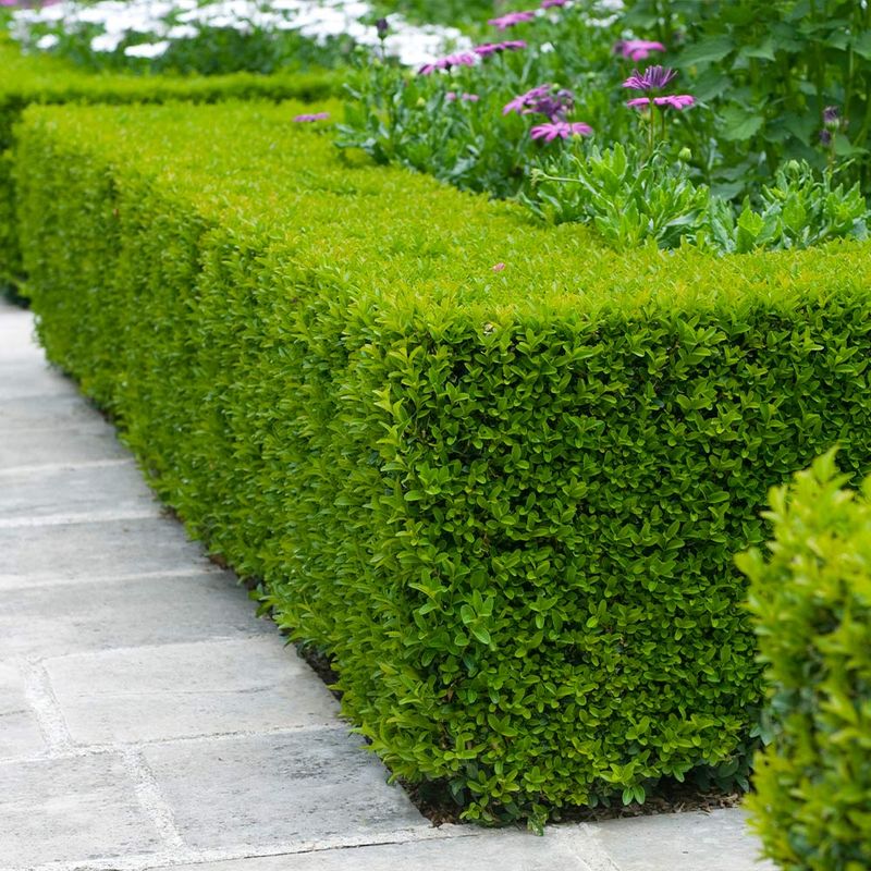 Boxwood 