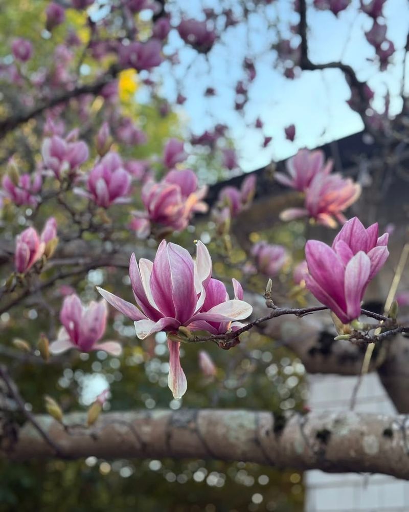 Magnolia Adds Glossy Leaves And Southern Charm