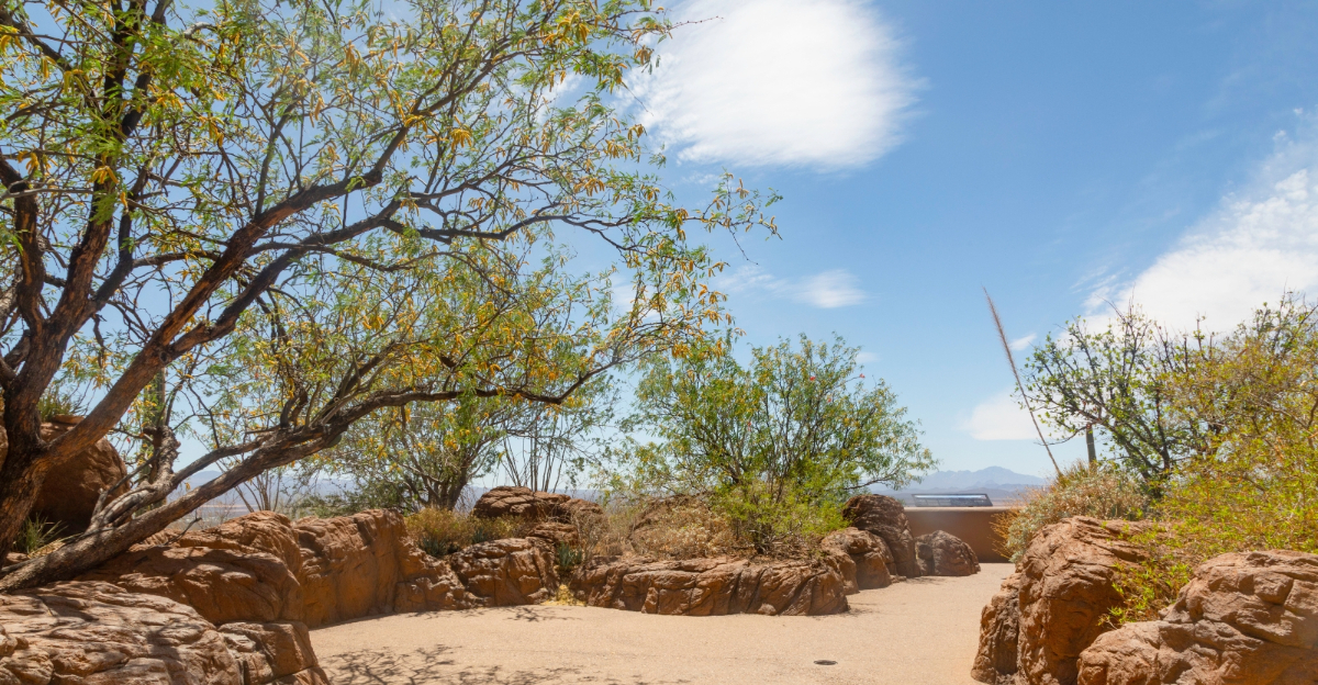 trees (featured image)