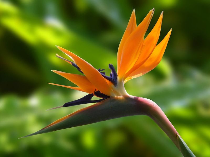 Bird Of Paradise Tropical Beauty That Burns In Frost
