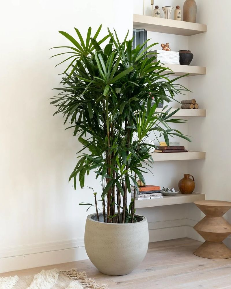 Bamboo Palm That Handles Humidity Like A Pro