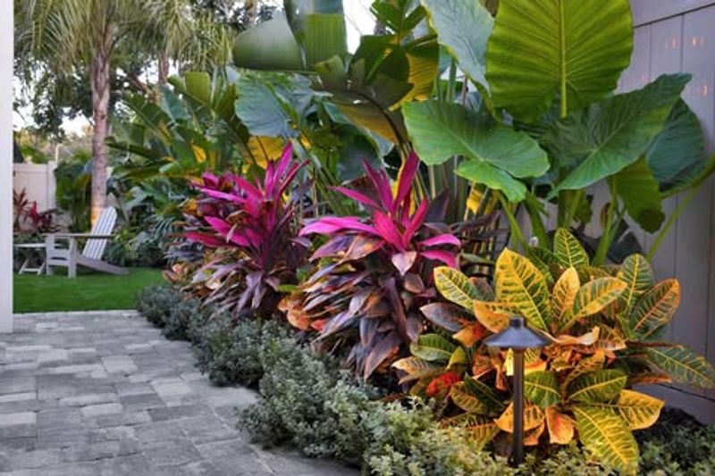 Crotons Add Bold Color Right At The Door