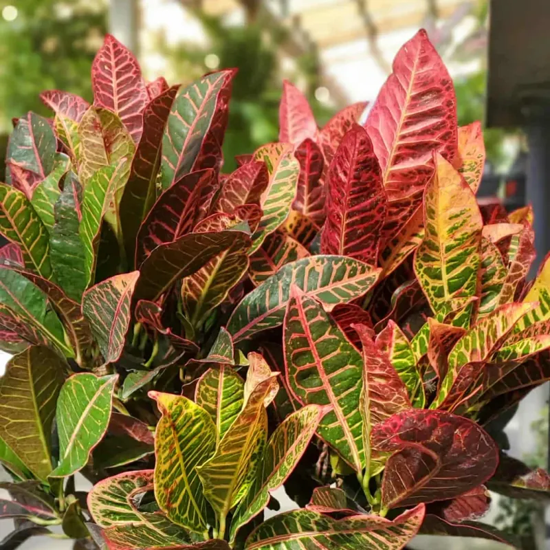 Crotons Losing Ground To Tougher Plants