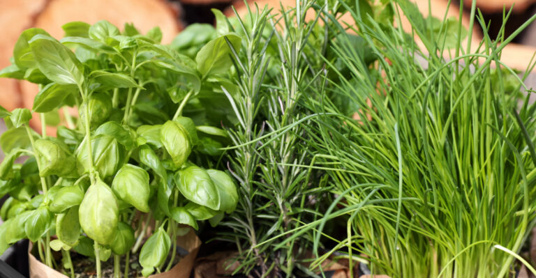 herbs (featured image)