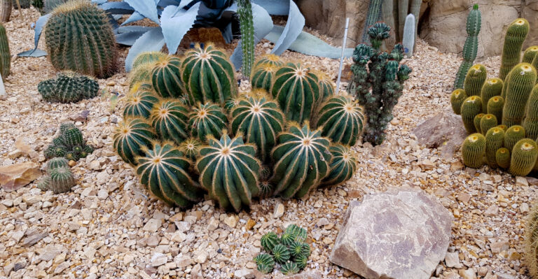 arizona garden (featured image)