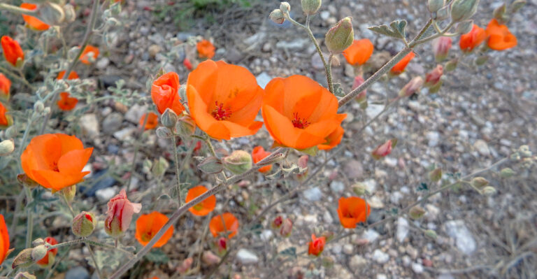 plant (featured image)