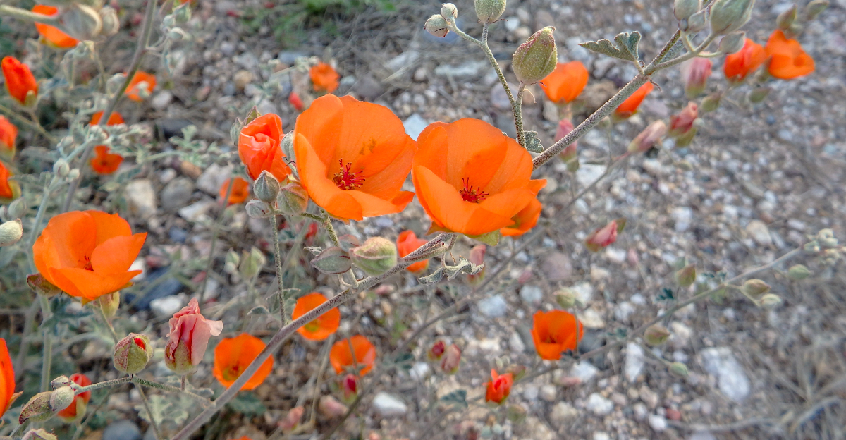 plant (featured image)