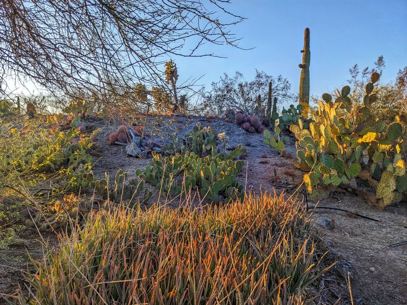 Yuma Conservation Garden Demonstrates Smart Water Wise Desert Design