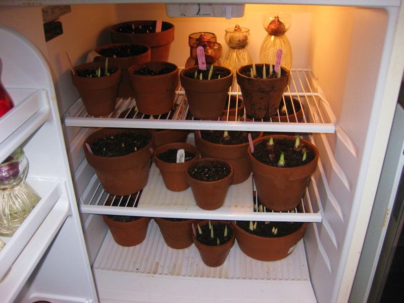 Pre-Chilled Bulbs Still Need Consistent Cold To Stay Dormant