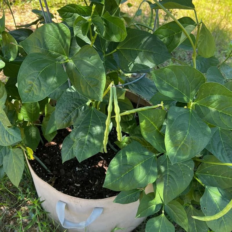 Southern Peas Love Hot Weather