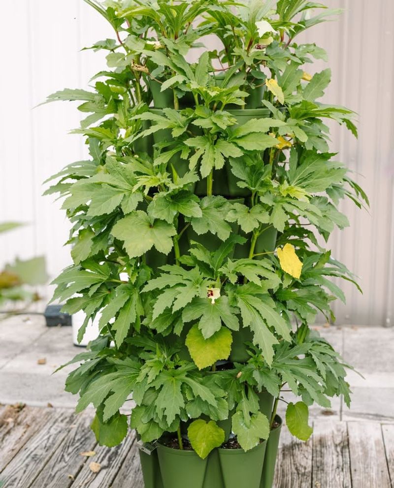 Okra Loves Warming Soil And Long Days
