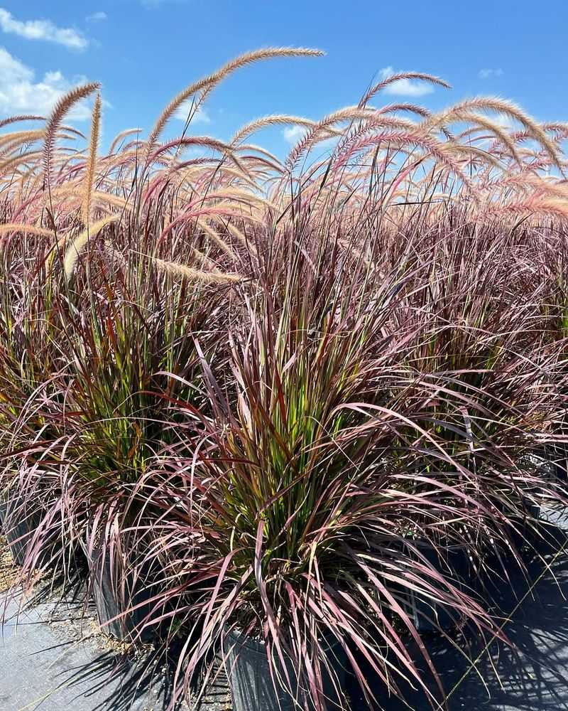 Ornamental Grasses Such As Purple Fountain Grass Or Blue Fescue