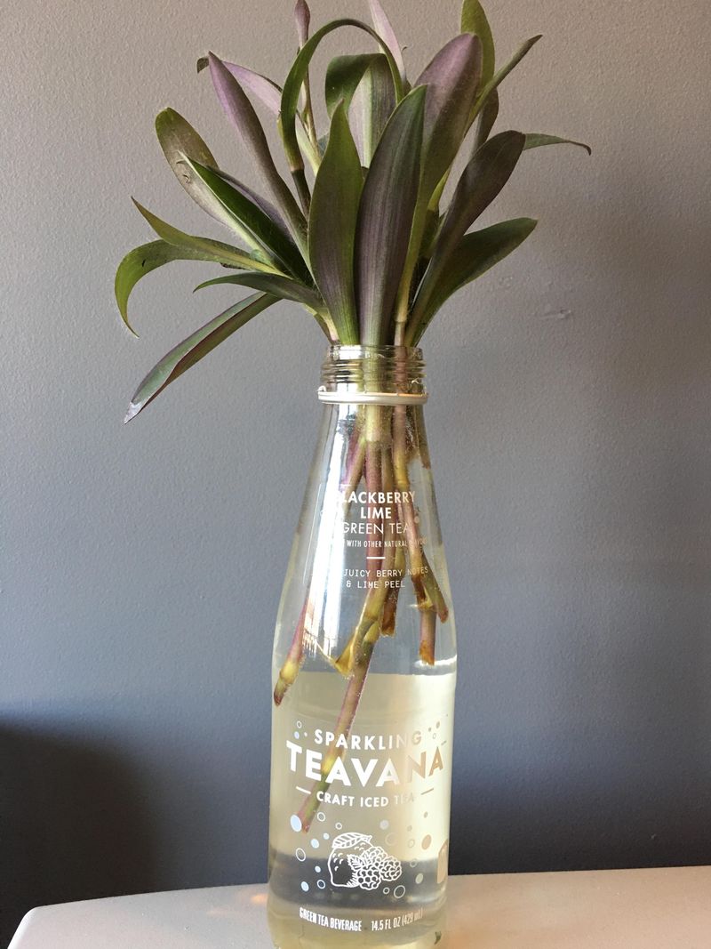 Tradescantia Spreads Quickly With Minimal Effort