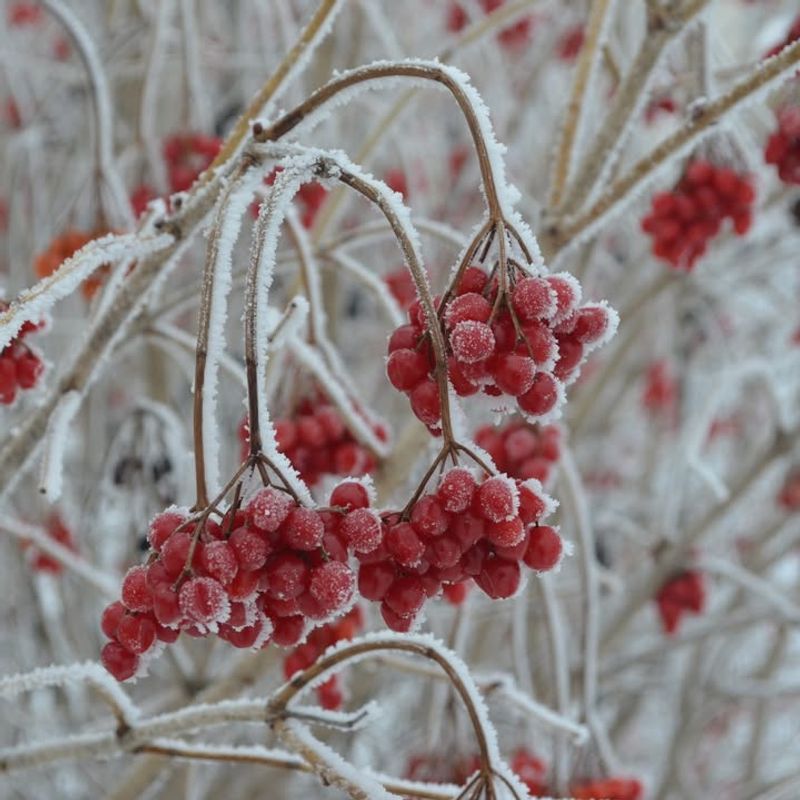 American Cranberrybush: Snow-Season Survival Food