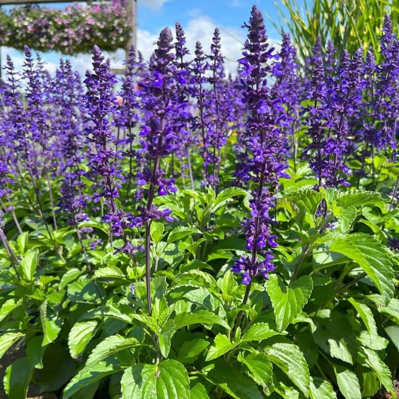 Salvia Thrives In Heat And Drains Well In Georgia Soil